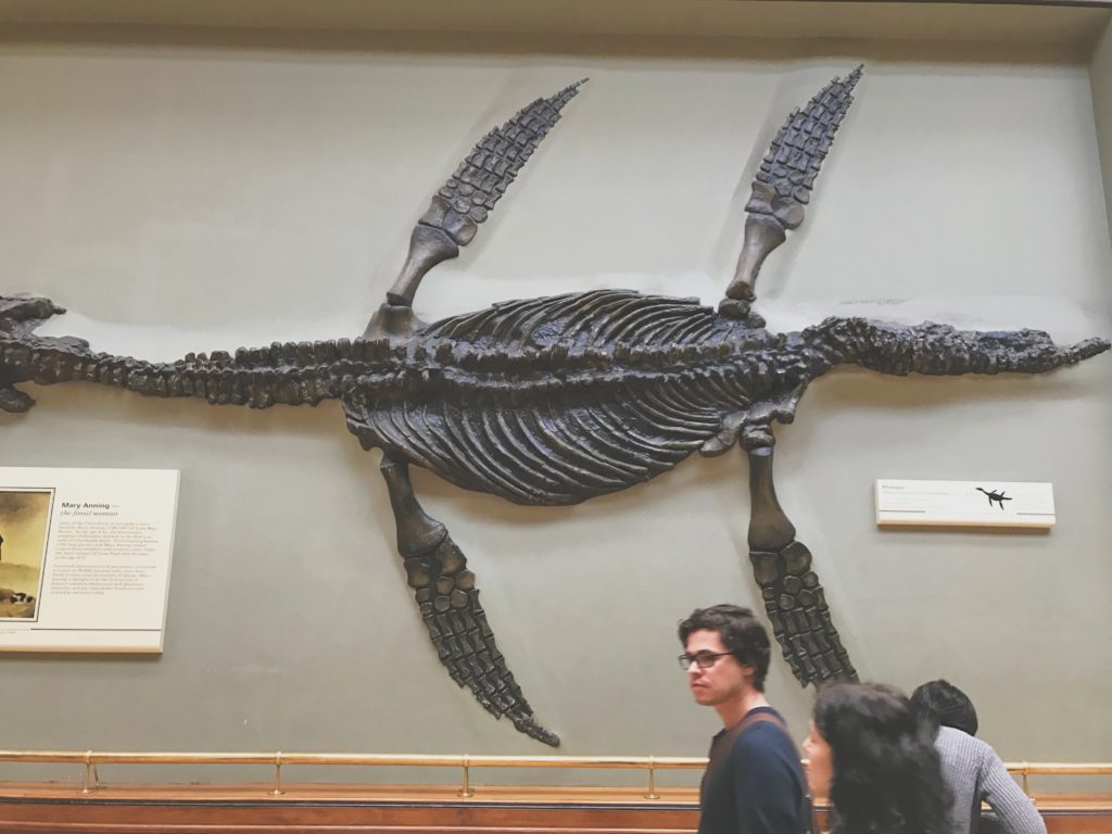 Dinosaur skeleton, Natural History Museum, London