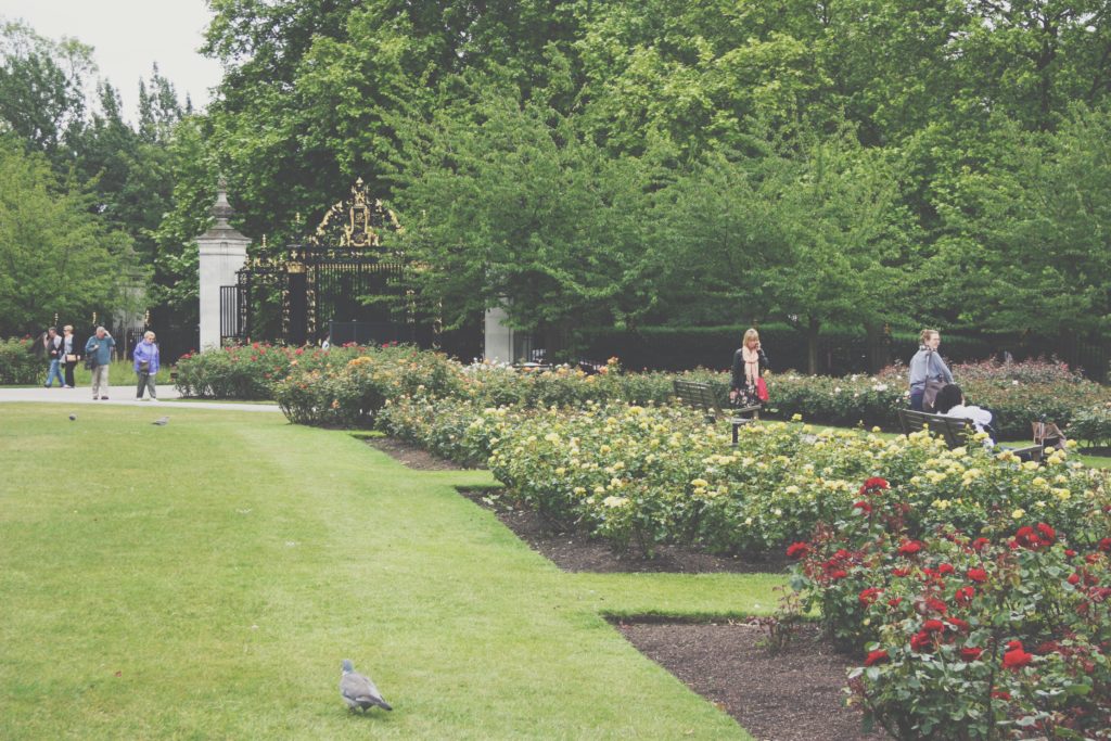 Regents Park roses